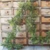 Boxwood Garland - New England Boxwood - 6 Foot -Christmas Store boxwood garland new england boxwood 6 foot 12