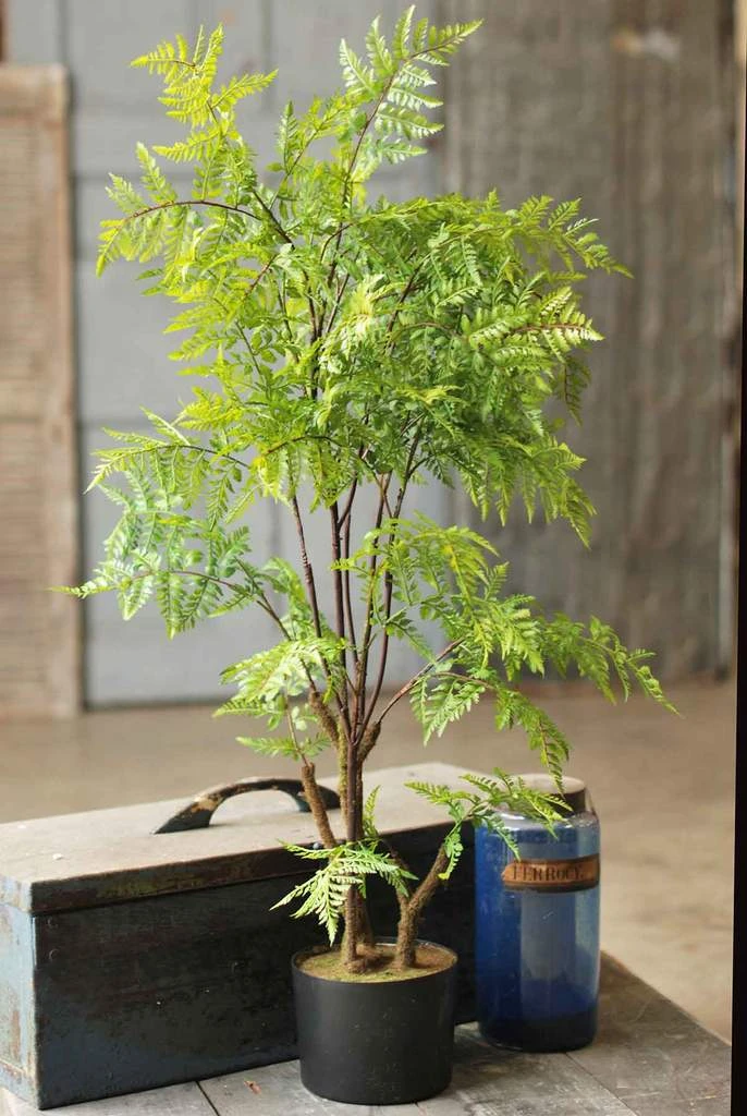 Tree Fern - Hillside Grove - 33 Inch 3 Tree Fern - Hillside Grove - 33 Inch